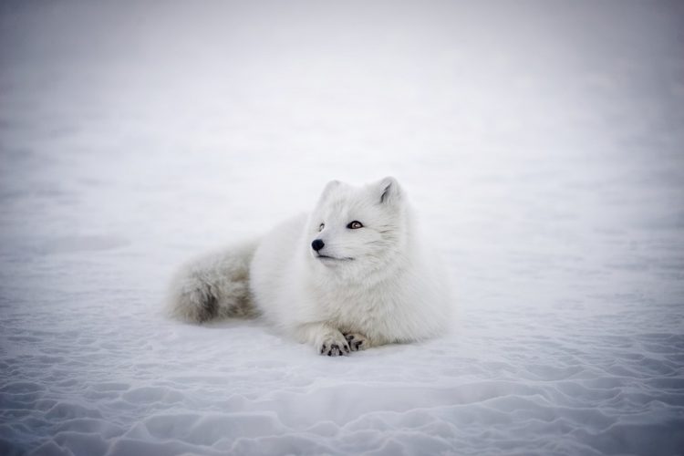 renard-arctique-2